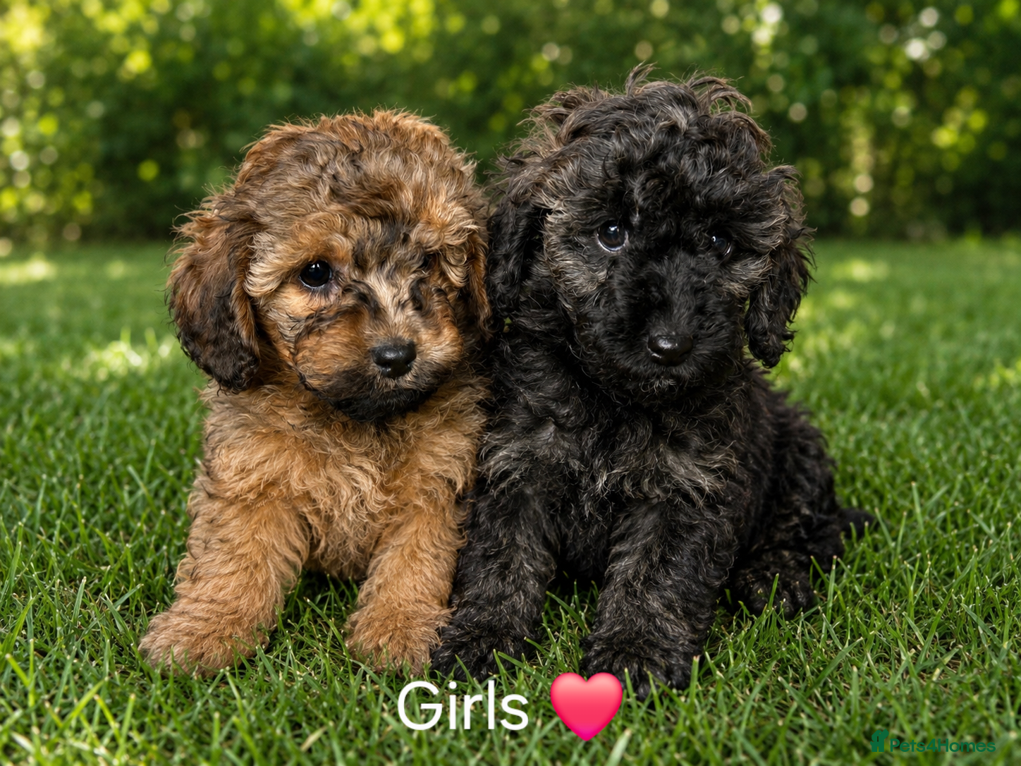 Mixed Breed dogs 6 stunning miniature poodles - Advert 1