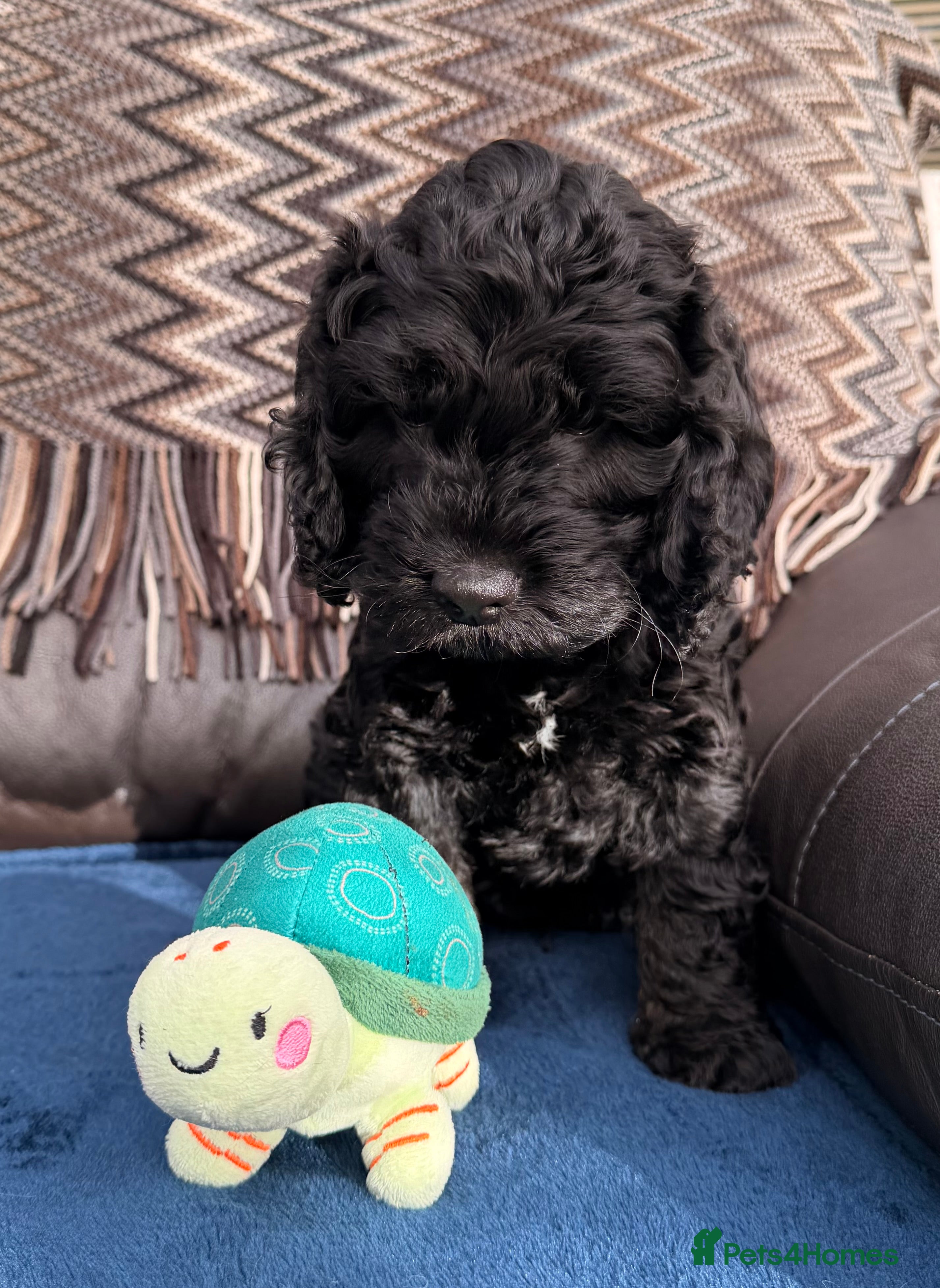 Cockapoo dogs F1 Cockapoo Puppies - Advert 14