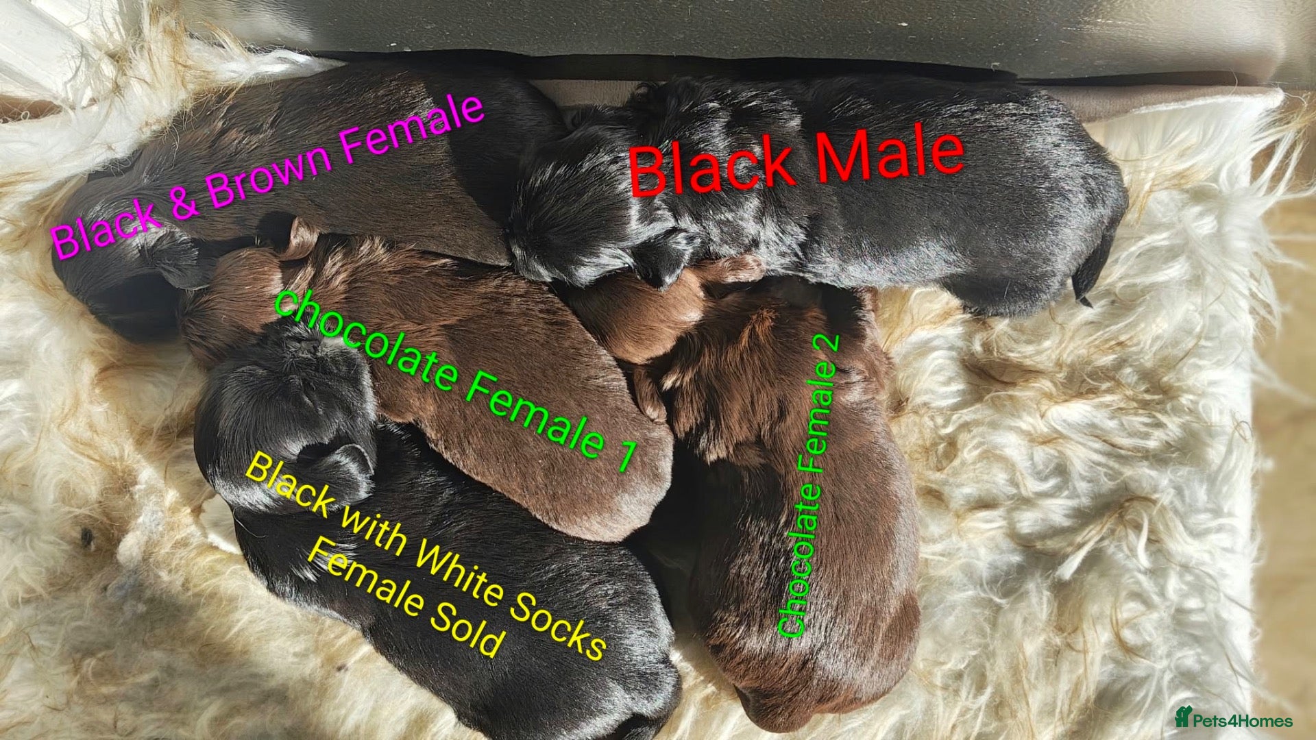 Shih Tzu dogs 5 Imperial Puppies - Advert 2