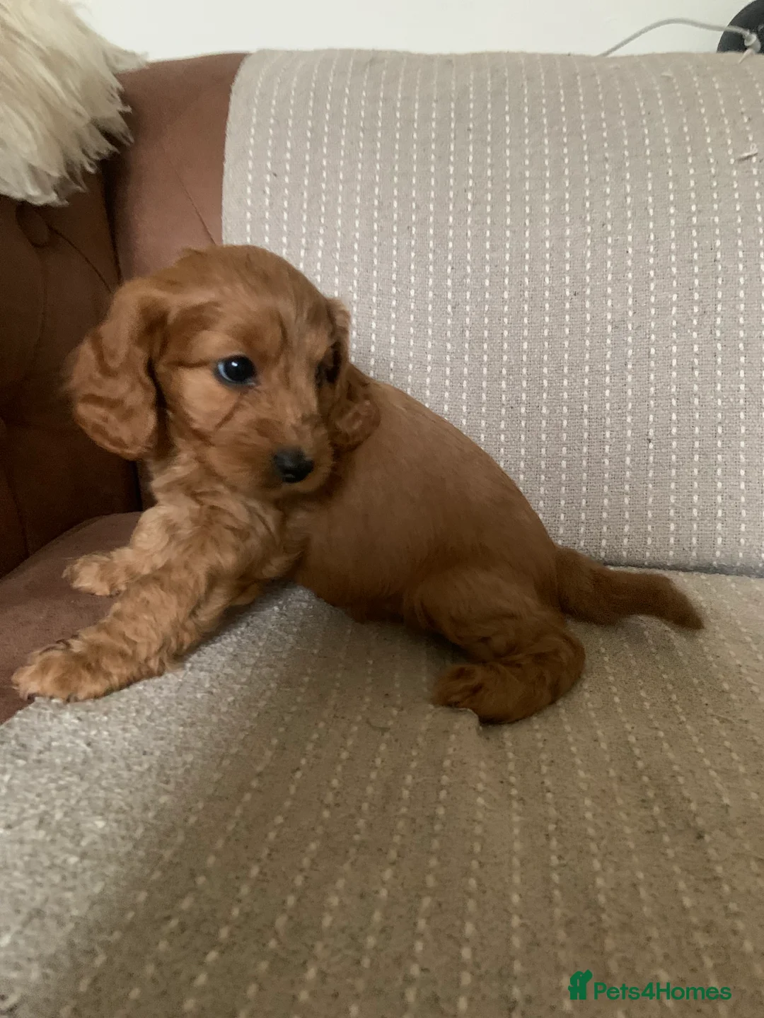 Cockapoo dogs for sale: F1 health tested Cockapoo puppies - Advert 8