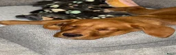 Labrador Retriever dogs for sale: Fox Red Labrador seeking forever loving home - Advert 5