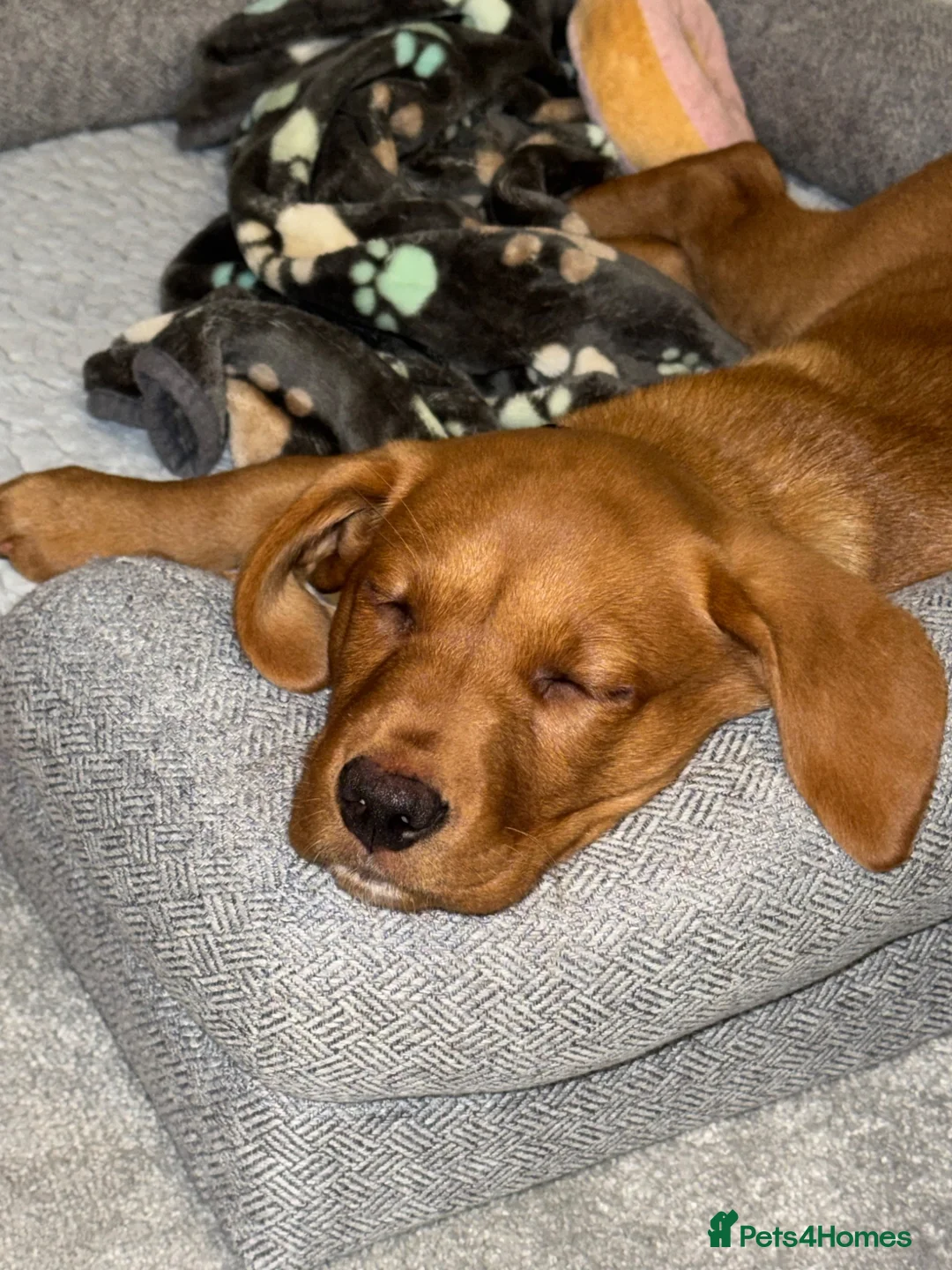 Labrador Retriever dogs for sale: Fox Red Labrador seeking forever loving home - Advert 5