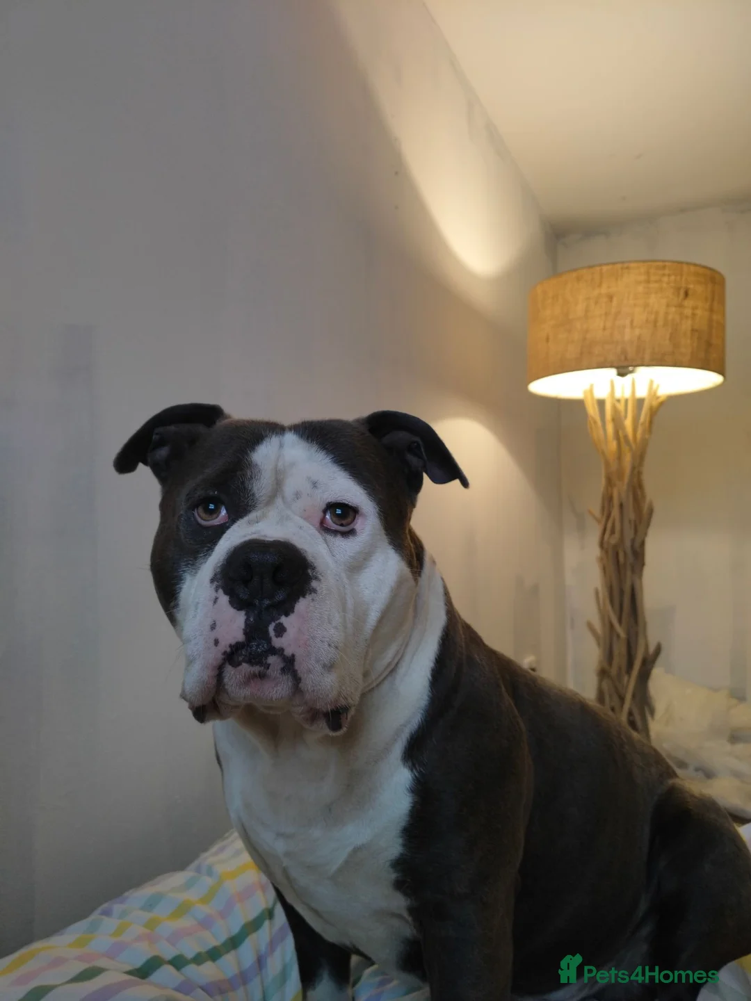 Mixed Breed dogs for sale: Blue  in Ayr - Advert 2