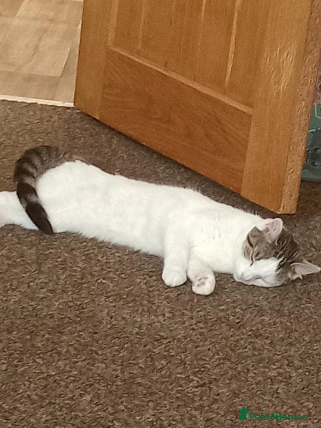 British Shorthair cats for sale: Luna 3 year old female - Advert 2