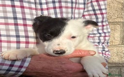 Border Collie dogs for sale: Pure border collies ready now  - Image 28