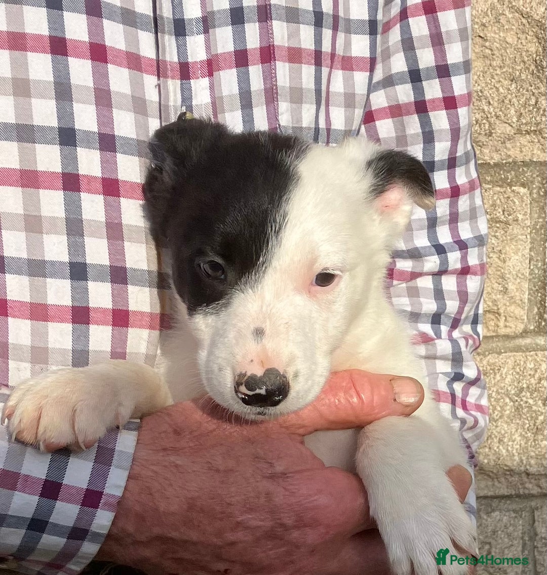 Border Collie dogs for sale: Pure border collies ready now  - Image 28
