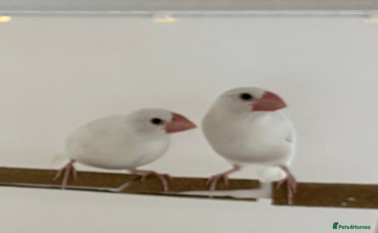 Finches birds - Advert 1