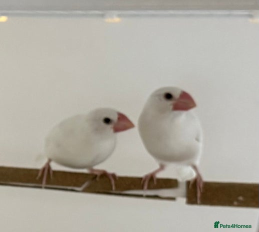 Finches birds - Advert 14