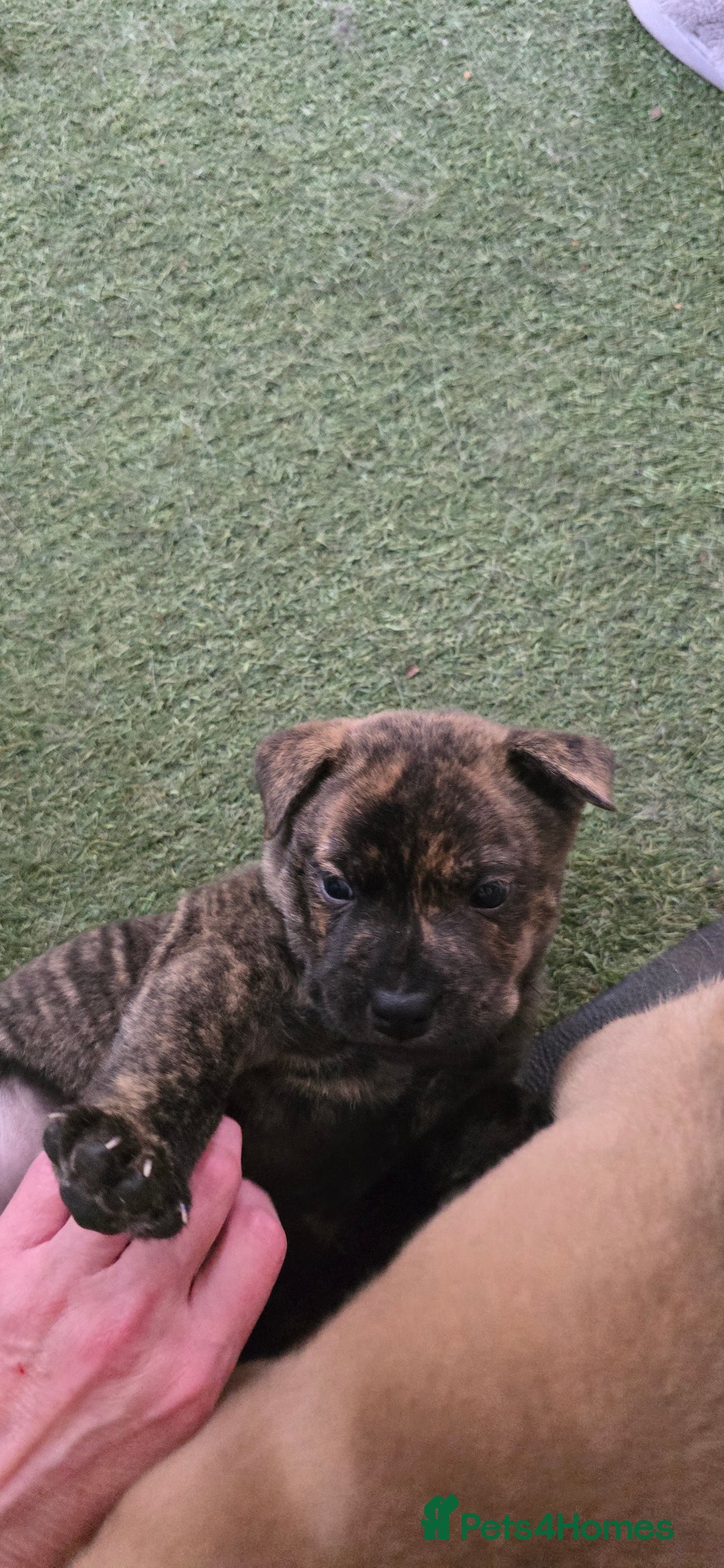 Mixed Breed dogs for sale: Chaffy puppies Chow x Staffy - Advert 10