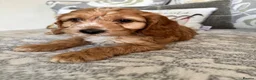 Cockapoo dogs for sale: Beautiful cockapoos - Advert 3