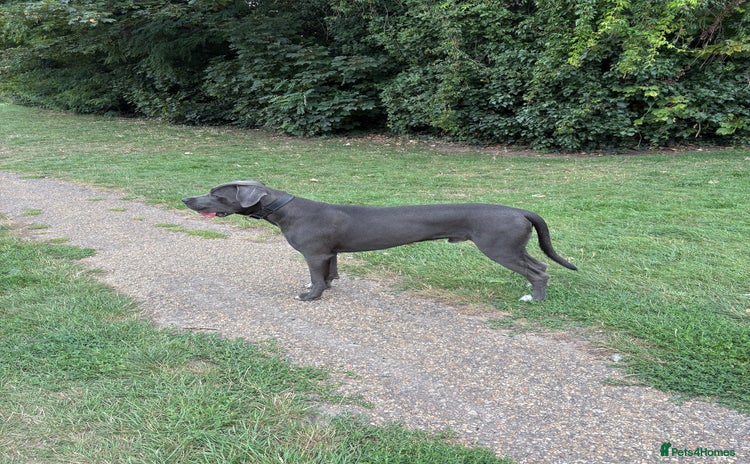 Cane Corso dogs - Advert 2