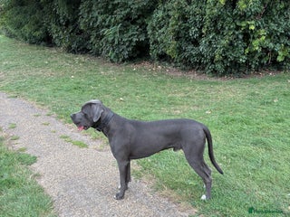 Cane Corso dogs - Advert 8