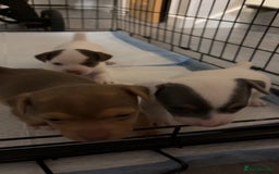 Jack Russell dogs for sale: Miniature Jack Russell’s   - Image 7