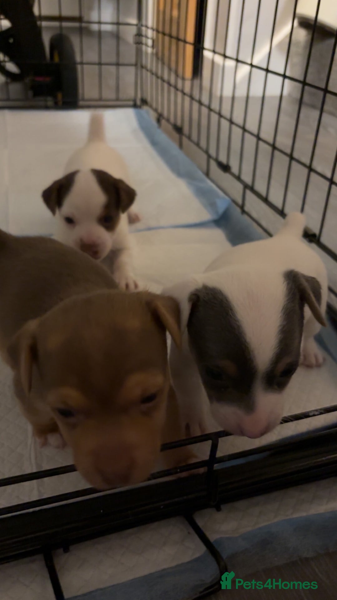 Jack Russell dogs for sale: Miniature Jack Russell’s   - Image 7