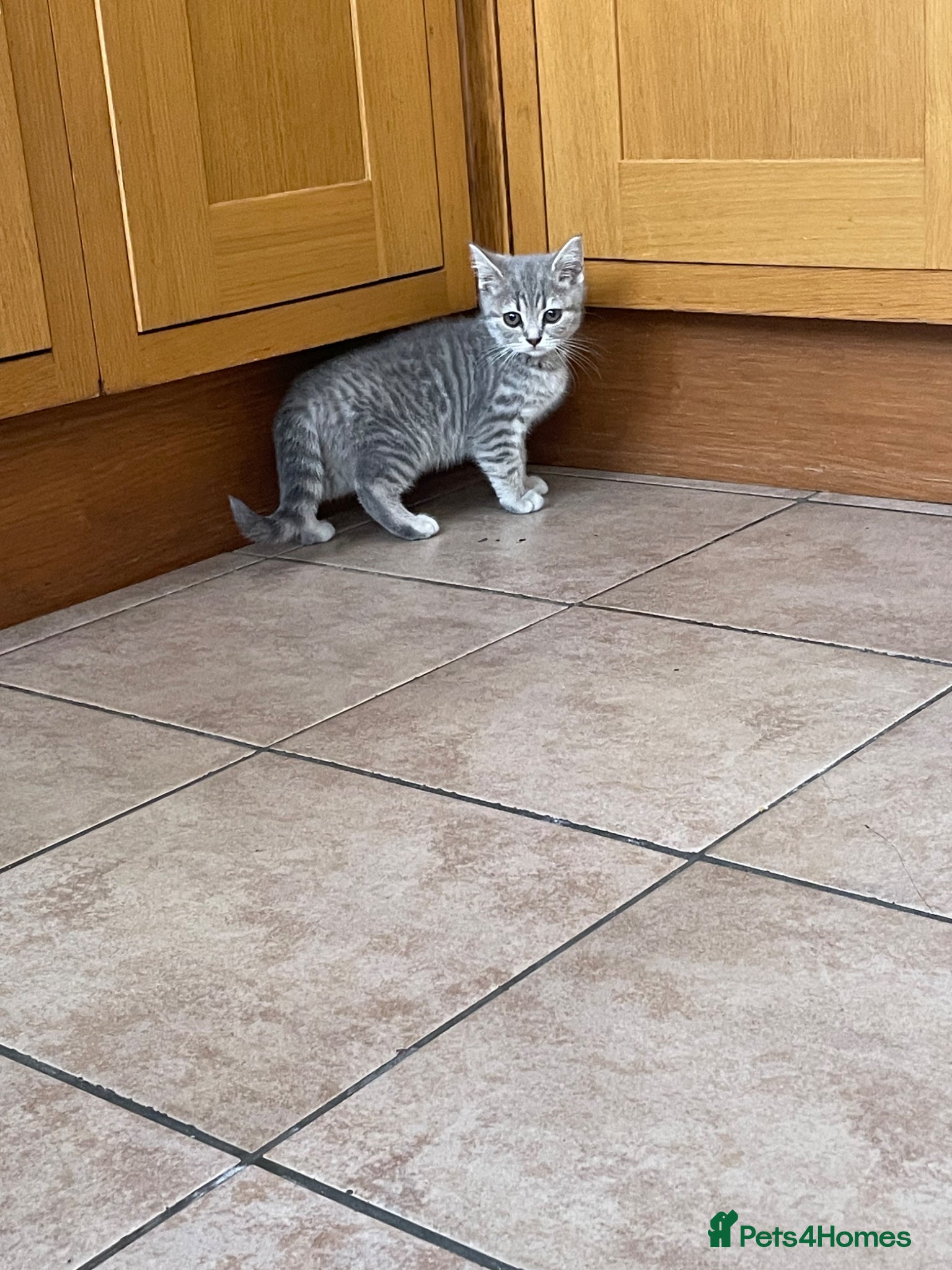 British Shorthair cats for sale: Grey stripe British short hair kitten - Advert 6
