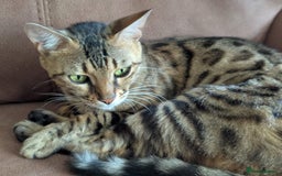 Bengal cats for sale: Bengal female - Image 3