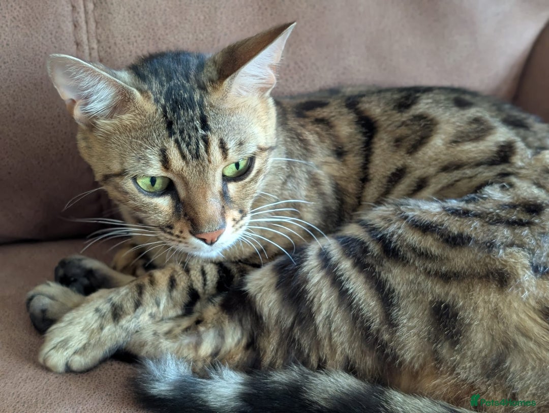 Bengal cats for sale: Bengal female - Image 3