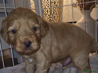 Cockapoo dogs 🐾 F1bb Pale Red Miniature Cockapoo Puppies 🐾 - Advert 15