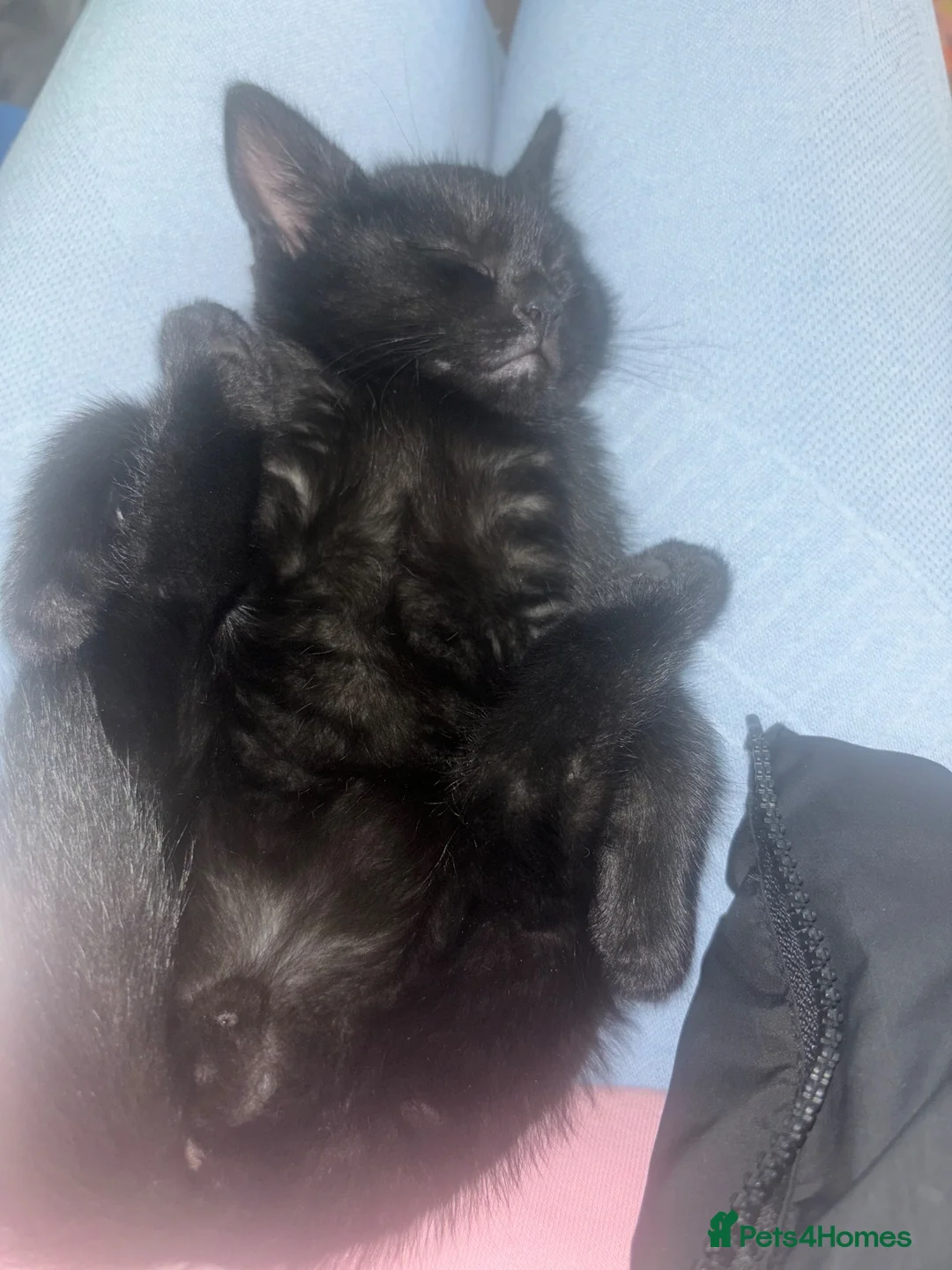Mixed Breed cats for sale: All black male kitten read now  in Wallasey - Advert 2