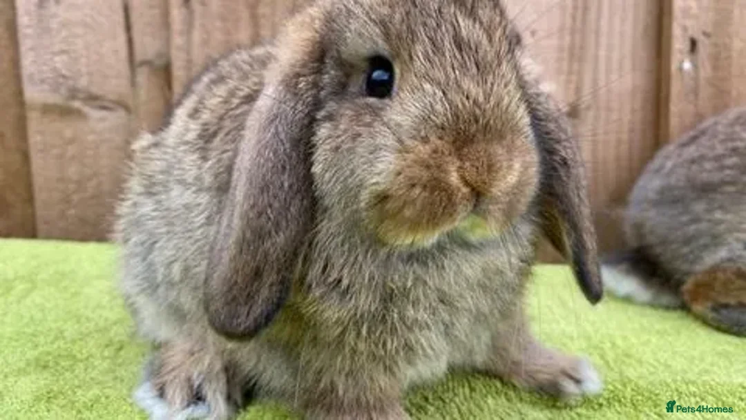 Mini Lop rabbits for sale: Stunning babies various ages vaccinated  - Advert 18