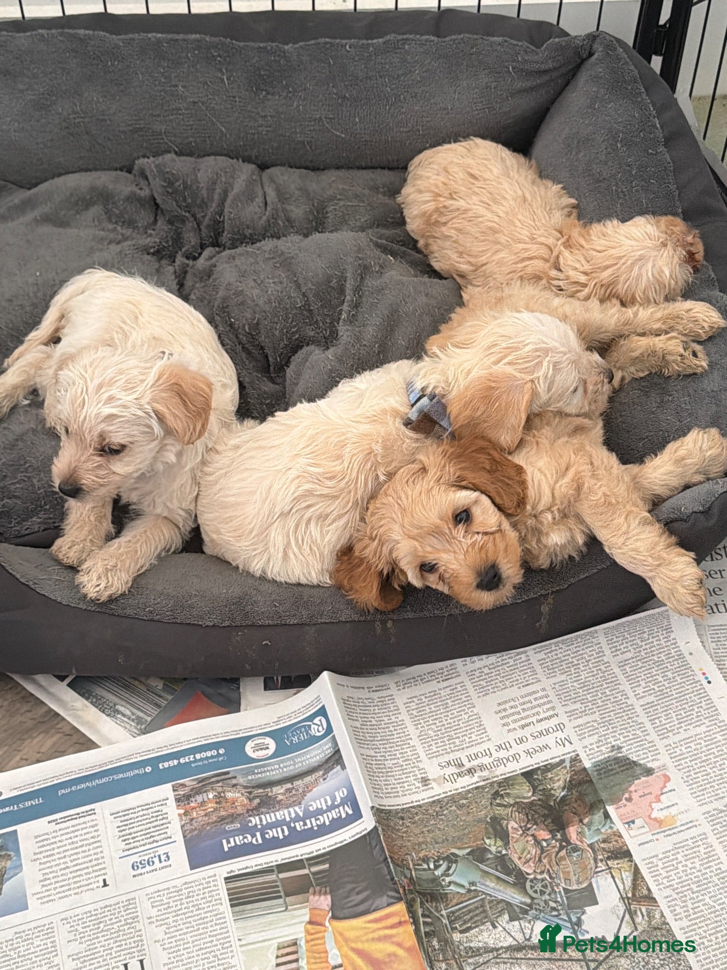 Mixed Breed dogs Beautiful Cavapoochon x puppies  - Advert 18