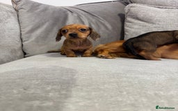 Miniature Dachshund dogs for sale: ✨ Tiny gorgeous puppy girl Mini dachshund  ✨ - Image 11