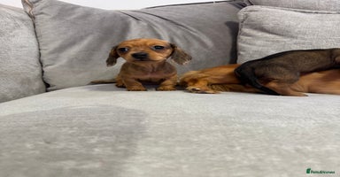Miniature Dachshund dogs - Advert 2
