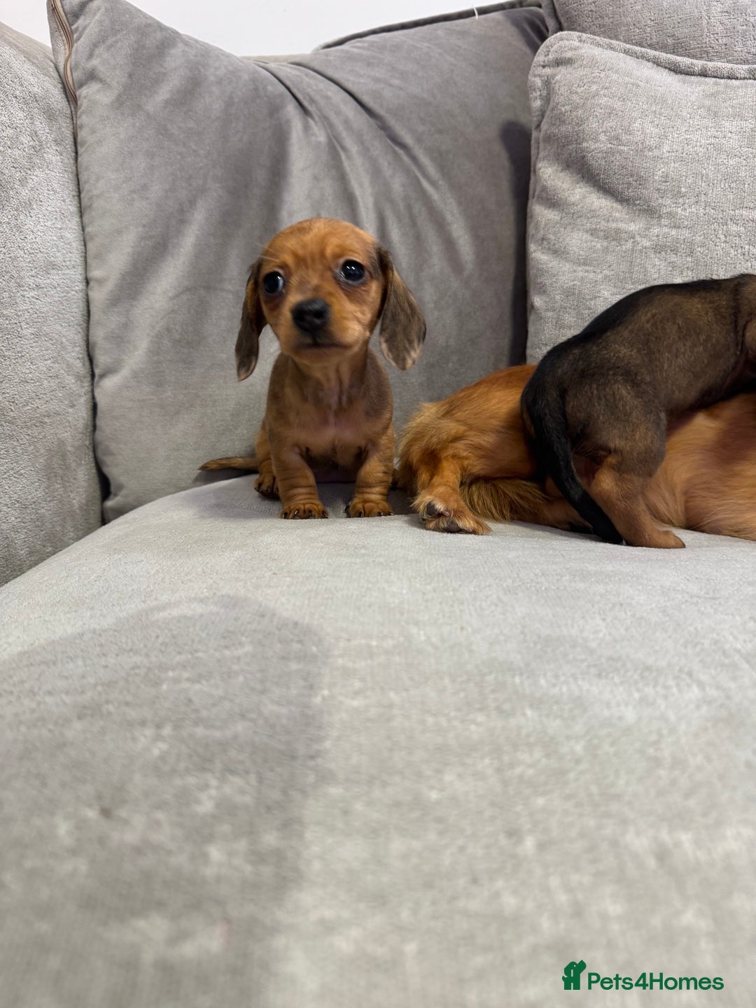 Miniature Dachshund dogs for sale: ✨ Tiny gorgeous puppy girl Mini dachshund  ✨ - Image 11