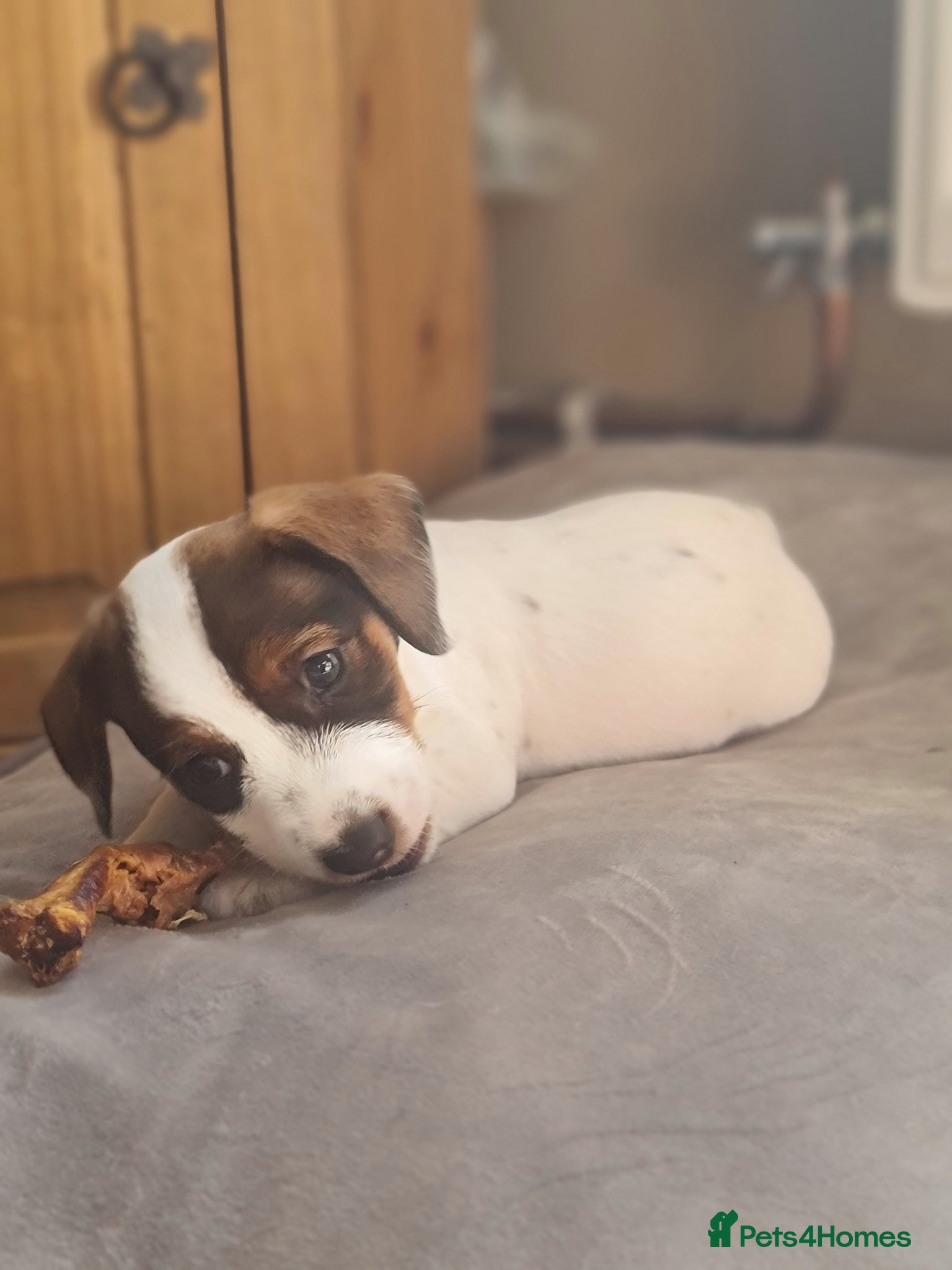 Jackshund dogs Beautiful lovebugs  - Advert 2