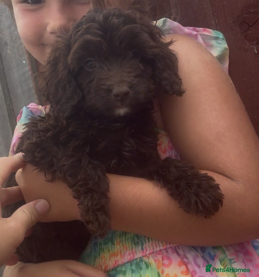 Cockapoo dogs F1 Cockapoo Puppys - Advert 17