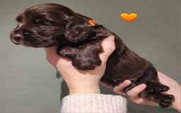 Cocker Spaniel dogs for sale: Litter of 7 - Image 3