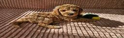 Cockapoo dogs for stud: Proven F1 Cockapoo stud available- health tested - Advert 2