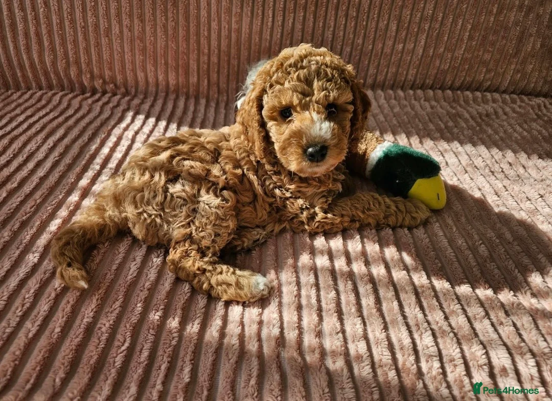 Cockapoo dogs for stud: Proven F1 Cockapoo stud available- health tested - Advert 2