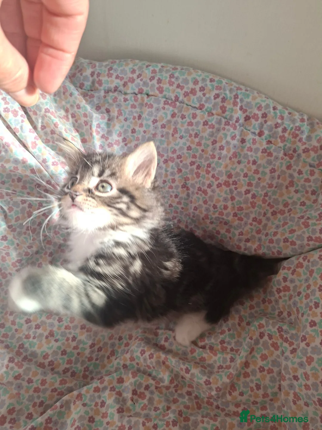Maine Coon cats for sale: Maine coon cross very fluffy kittens  in Abergavenny - Advert 2