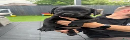 Labrador Retriever dogs for sale: Labrador puppies ready to go this weekend in Ruthin - Advert 3
