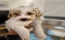 Mixed Breed dogs for sale: Tiboodle Puppies – Toy Poodle x Tibetan Terrier - Image 11