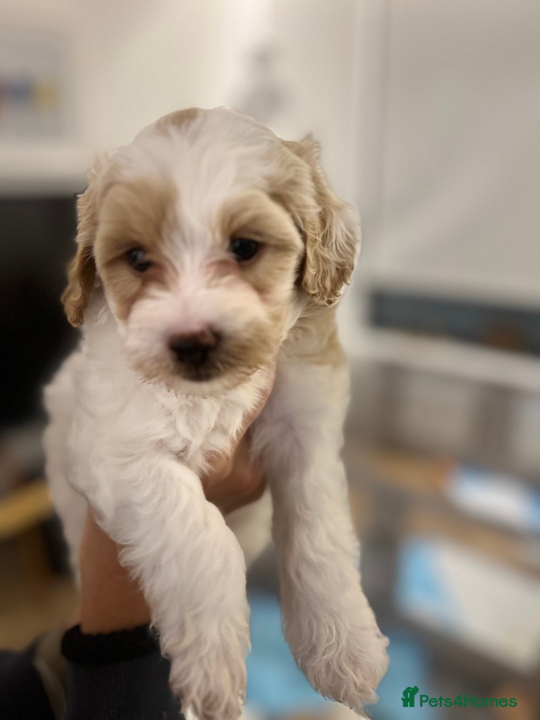 Mixed Breed dogs for sale: Tiboodle Puppies – Toy Poodle x Tibetan Terrier - Image 11