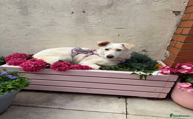Mixed Breed dogs - Advert 1