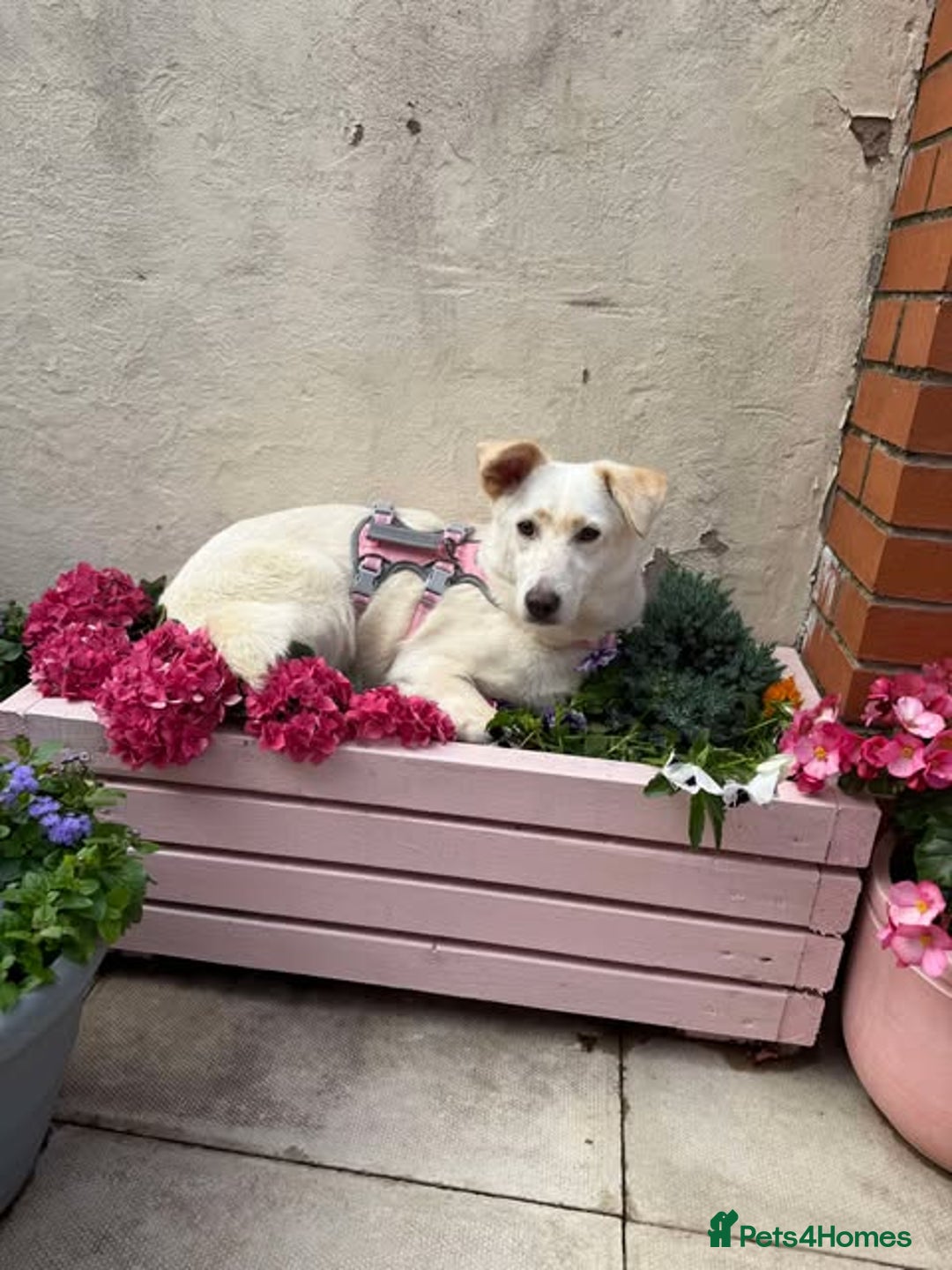 Mixed Breed dogs for adoption: MEET ALASKA - Image 1