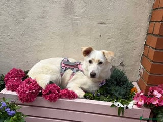 Mixed Breed dogs - Advert 3