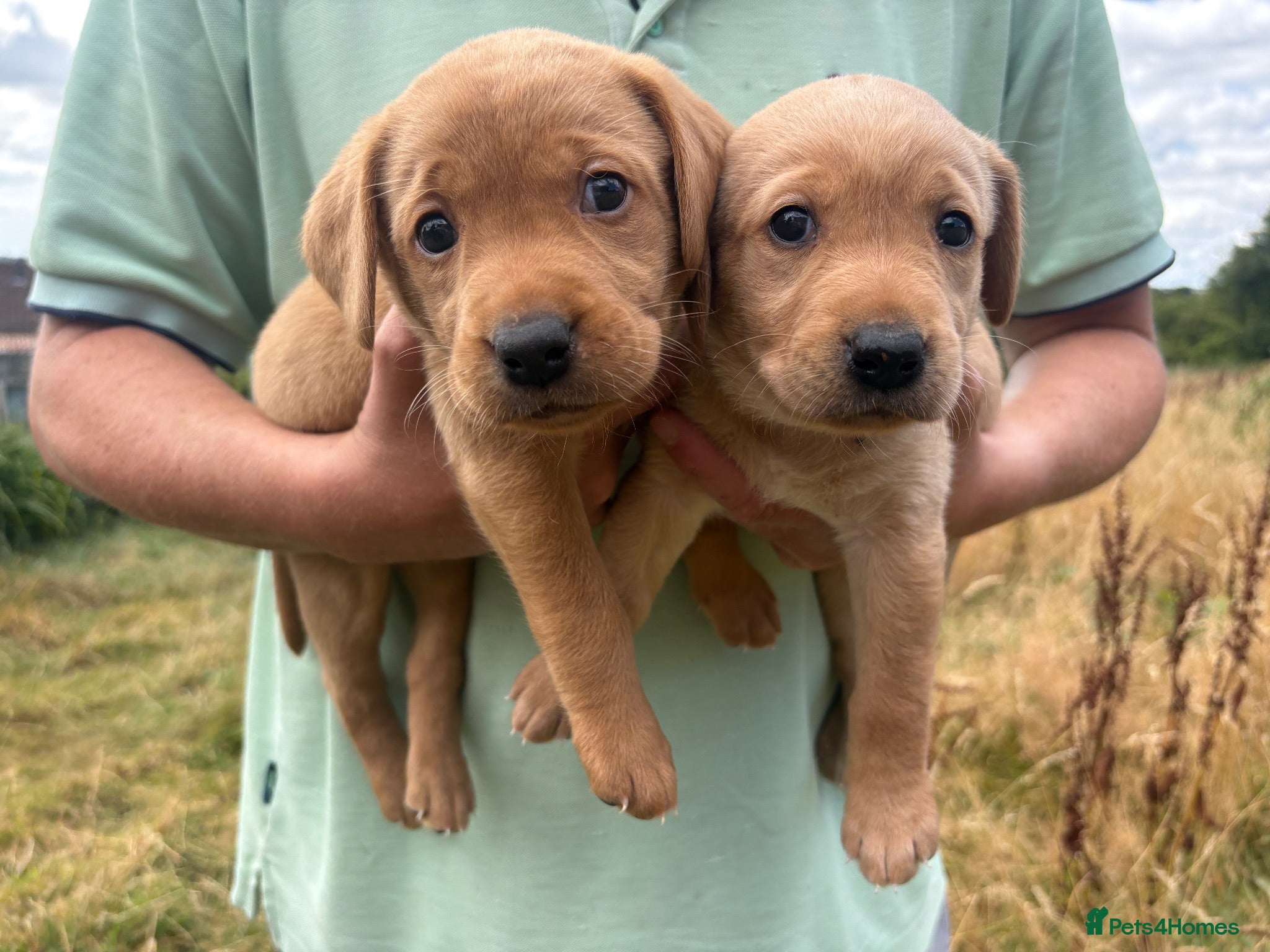 Labrador Retriever dogs Gorgeous fox red and yellow Labrador puppies  - Advert 14