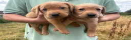 Labrador Retriever dogs for sale: Gorgeous fox red and yellow Labrador puppies  - Advert 5