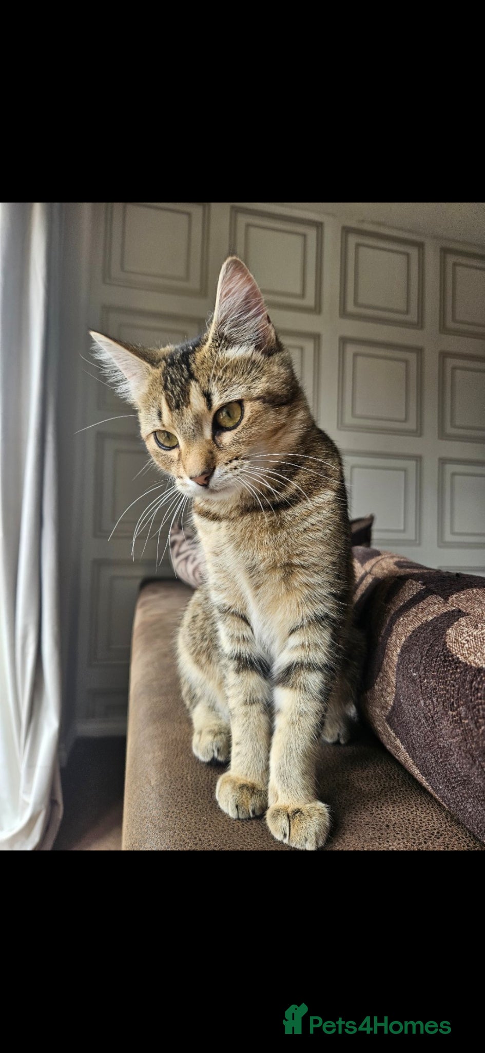 Mixed Breed cats for sale: Ragdoll Cross Tabby Girl  - Advert 1