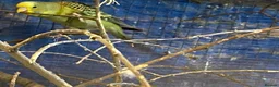 Budgerigars birds for sale: Baby budgies  - Advert 13