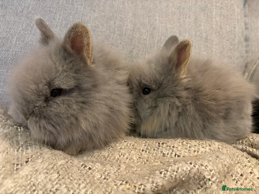 Lionhead rabbits for sale: Double mane lion head baby’s for sale  - Advert 23