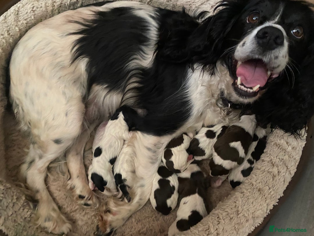 Sprocker dogs for sale: Lovely Sprocker pups - Image 2