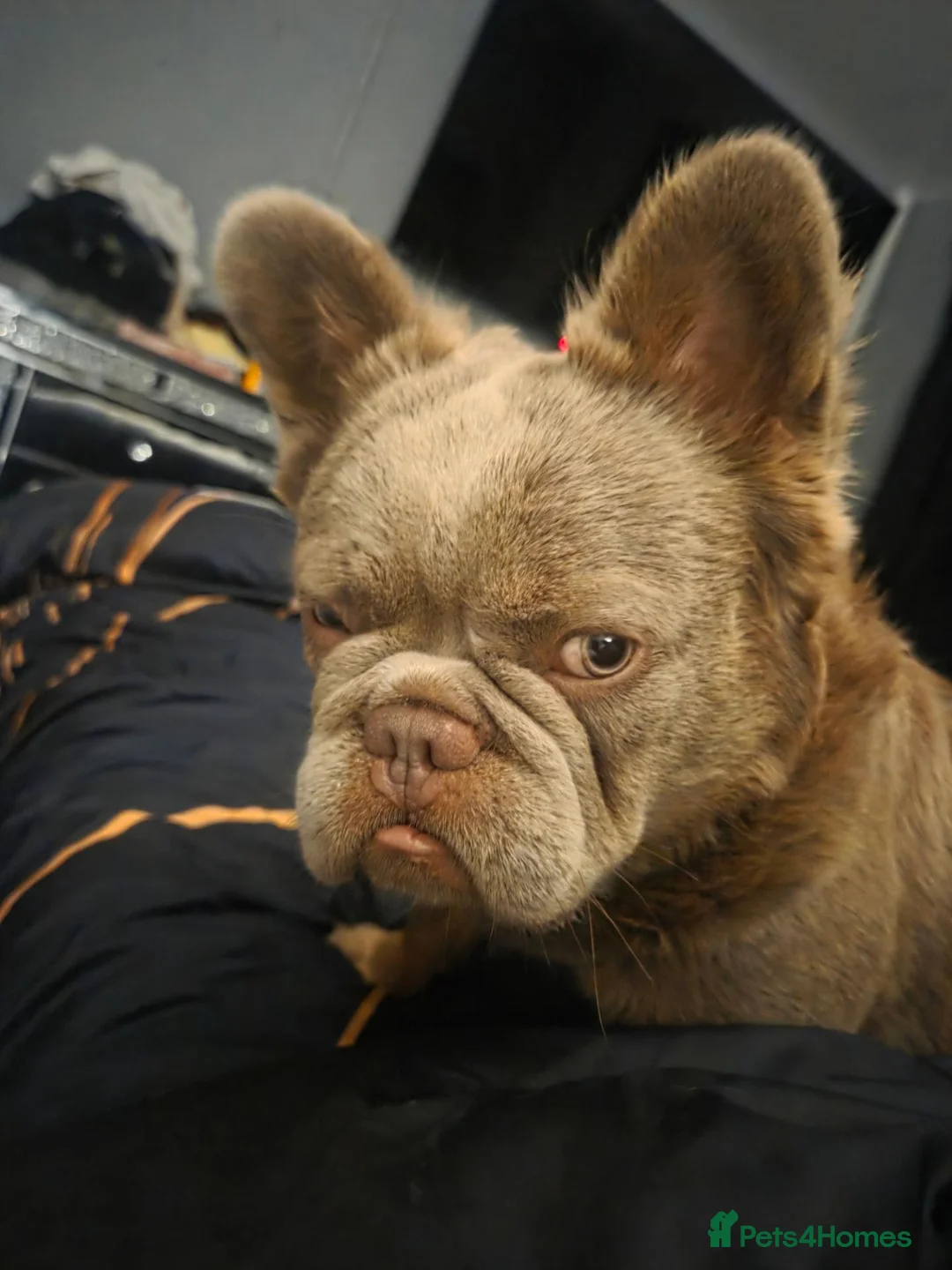 French Bulldog dogs for sale: Fluffy french bulldog in Manchester - Advert 5
