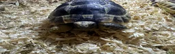 Tortoise reptiles for sale: 2 spurthighed tortoises.  - Advert 4