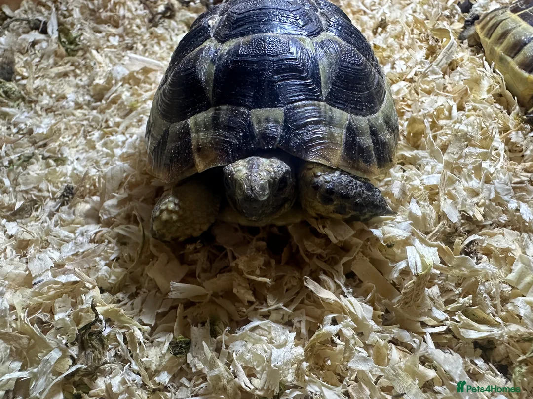Tortoise reptiles for sale: 2 spurthighed tortoises.  - Advert 4
