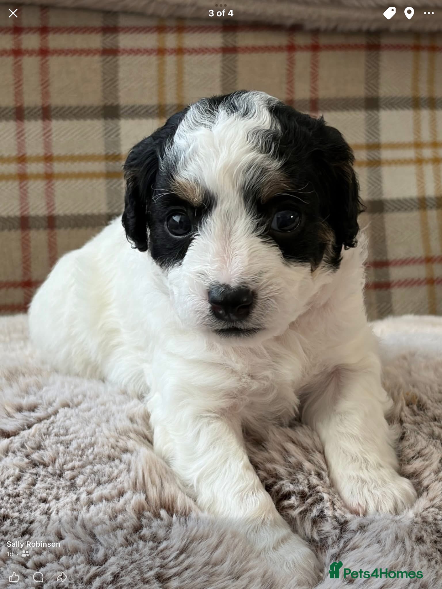 Mixed Breed dogs Cavapoochons - Advert 1